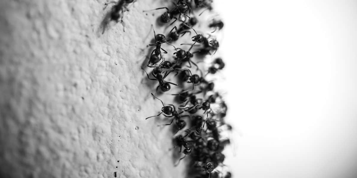 Ants in the House on the Walls