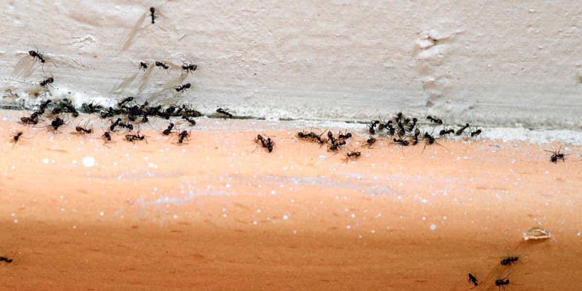 Ants in your home