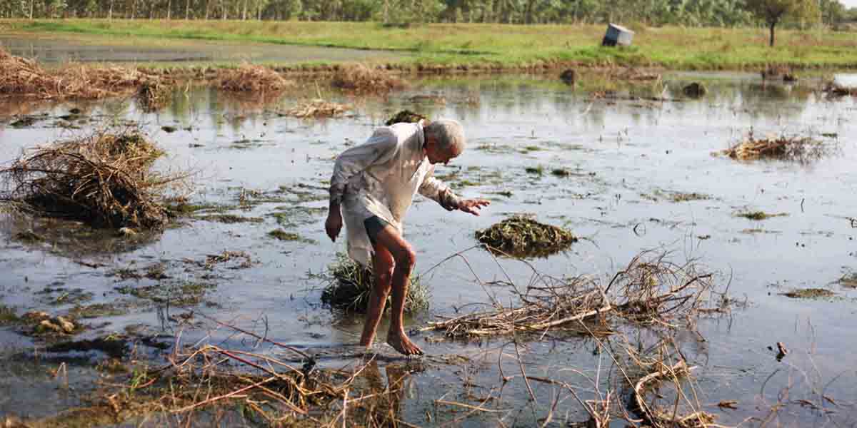 Flooded Crops and Farmland