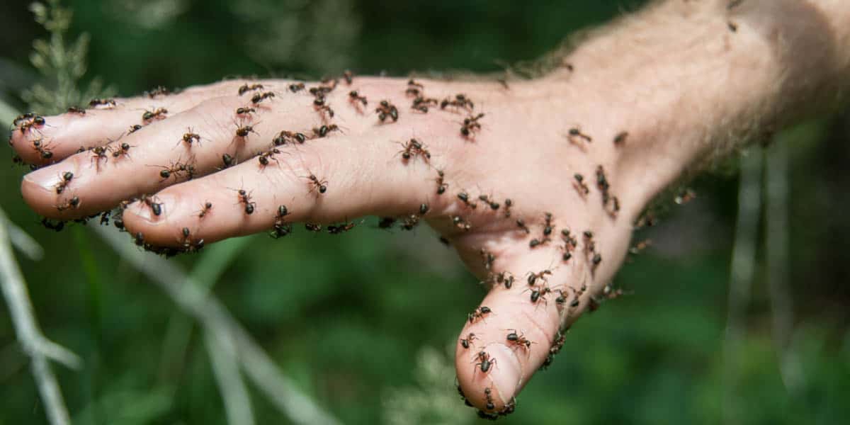 Spiritual Meaning of Ants Crawling on You in a Dream