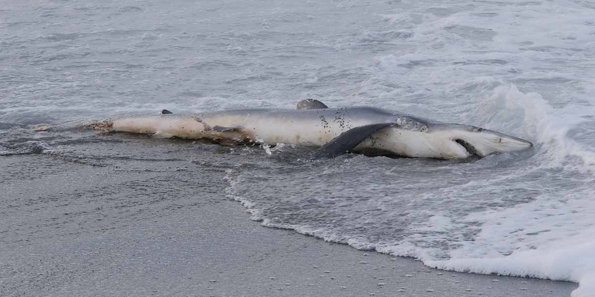 Dream of Dead Shark