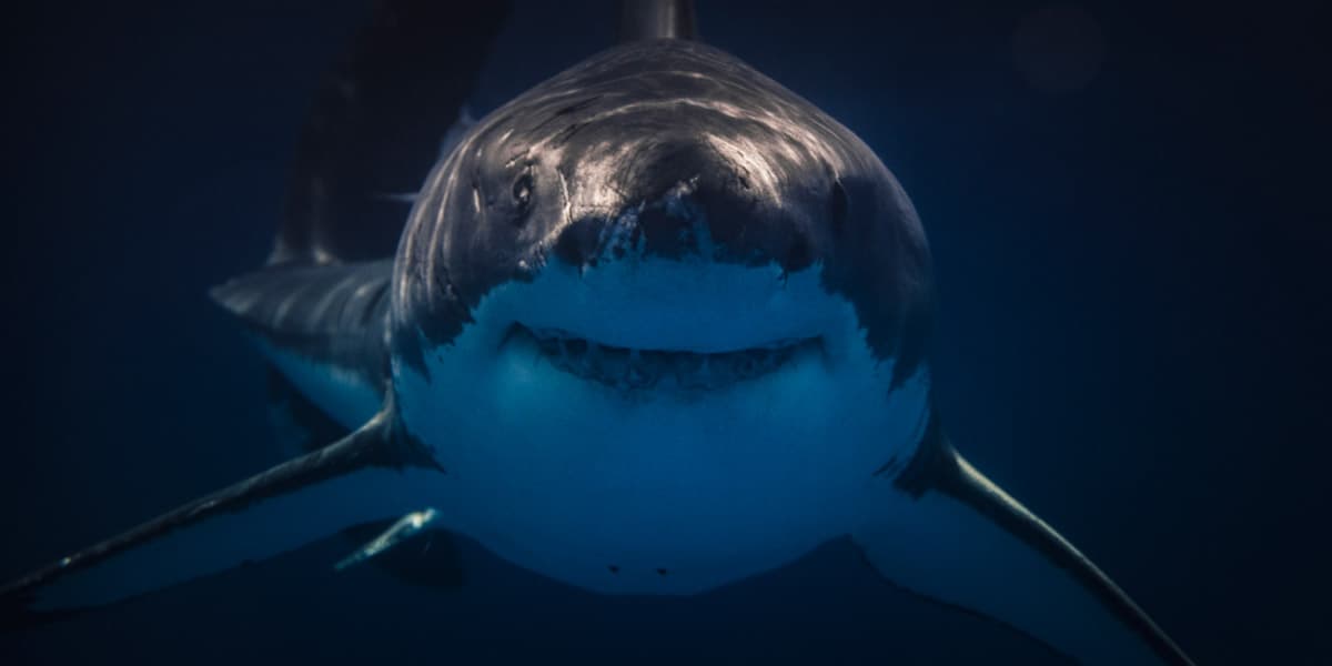 Giant Shark Dream Meaning